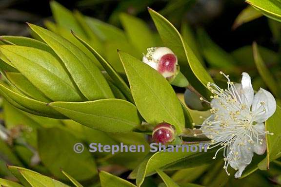 myrtus communis 4 graphic